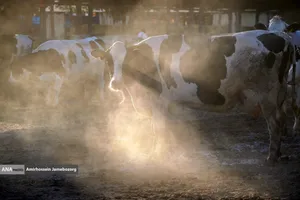 رفع محرومیت با تولید ملی - گاوداری