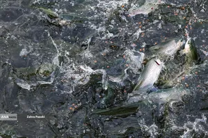 برداشت شب یلدایی ماهی قزل آلا