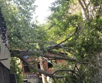 سقوط درخت ۲۵متری در محله درکه تهران + فیلم