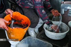 برداشت شب یلدایی ماهی قزل آلا