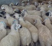 کشف ۱۲۲ رأس گوسفند قاچاق در مرز مریوان به ارزش ۲۴ میلیارد ریال