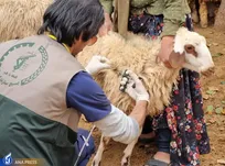 ۵ هزار و ۲۰۰ رأس دام توسط ۱۷ دانشجوی جهادی معاینه و درمان شدند