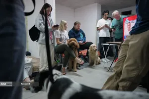 ارتش رژیم صهیونیستی اعتراف کرد که سامانه&zwnj;های پدافندی این رژیم در رهگیری موشک ایرانی شلیک&zwnj;شده به اسراییل شکست خورده است.