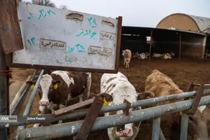 خودکفایی در تولید شیر