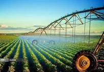 از اجرای طرح دانش‌بنیان تولید «کود اورمیک» تا برندسازی محصول فناورانه رزماری