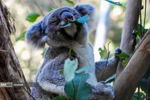 پارک کوالا در سیدنی استرالیا