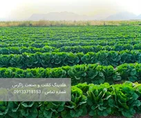 خرید کاهو رومانو با بهترین کیفیت برای صادرات 