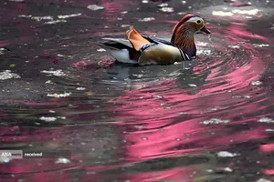 منظره زیبا از شنای اردک در حوض آب پارک ریچموند در لندن