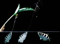 ماهی کماندار حشرات را با تفنگ آب‌پاش خود شکار می‌کند! +فیلم