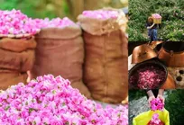 از راز‌های گلاب‌گیری کاشان تا جذب گردشگران خارجی با عطر بهارنارنج و گل محمدی