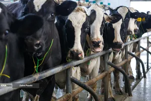 خودکفایی در تولید شیر