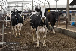 خودکفایی در تولید شیر