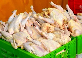 تولید مرغ ستون اصلی تأمین گوشت سفید کشور/ عرضه ۲۰۴ هزار تنی در مرداد