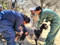 واکسیناسیون ۲۰ هزار رأس دام در مناطق محروم چهارمحال و بختیاری