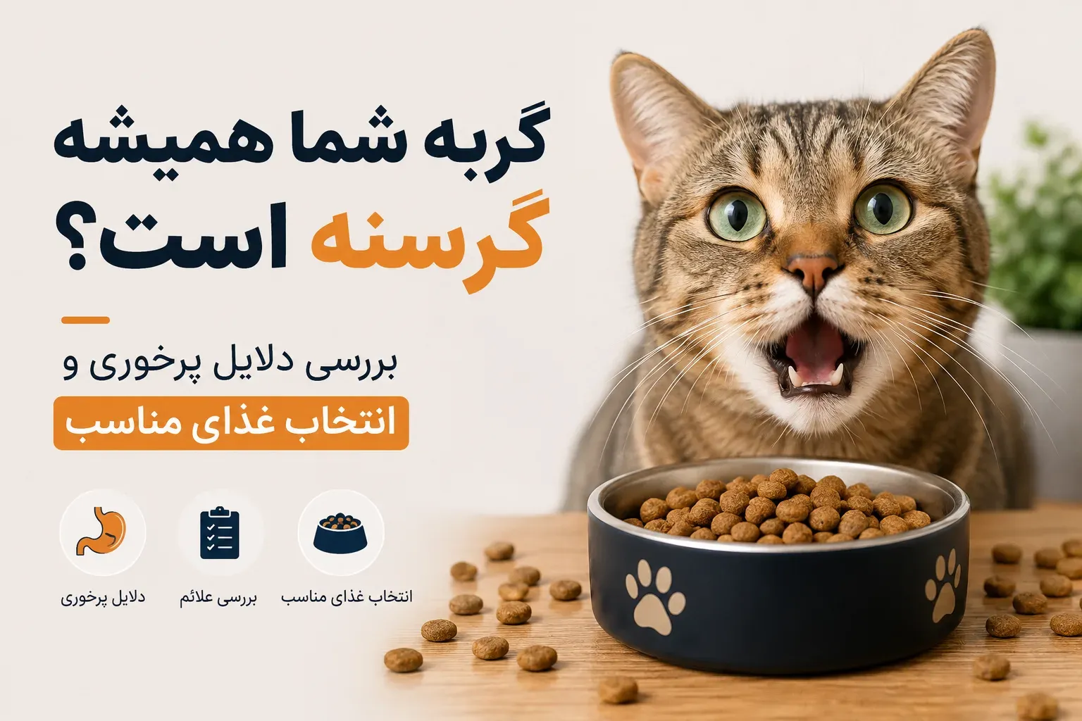 گربه