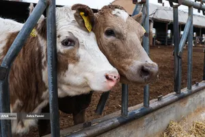 خودکفایی در تولید شیر