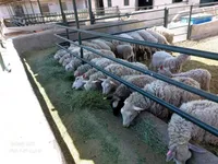 ظرفیت‌هایی برای جهش تولید؛ از فعالیت‌ کشاورزی نوین تا دامپروری با چاشنی ثروت‌آفرینی