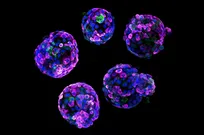 سلول‌های بنیادی، تجارت و پرتگاه اخلاق یا نجات و رویای شفا