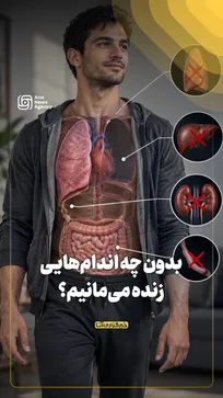 بدون چه اندام‌هایی زنده می‌مانیم؟