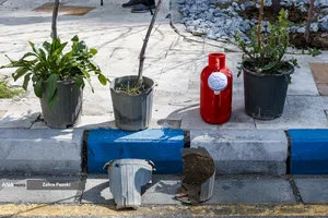 کاشت نهال امید