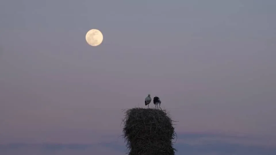 مستند