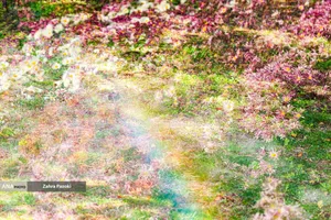 گل های داوودی