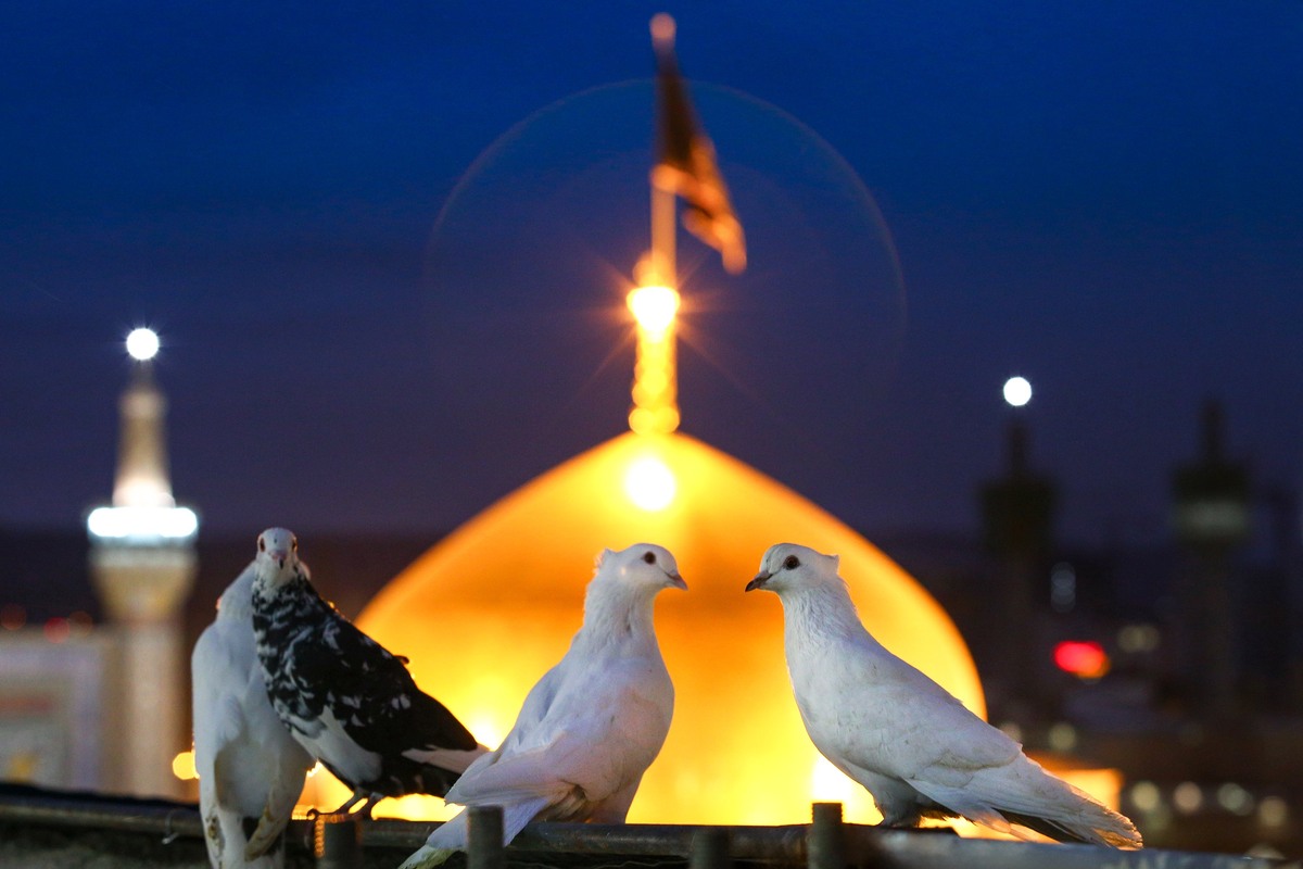 ۲۳ ذی‌القعده؛ روز زیارتی امام رضا(ع)؛ چرا امام هشتم جلوه‌گاه کرامت الهی است؟