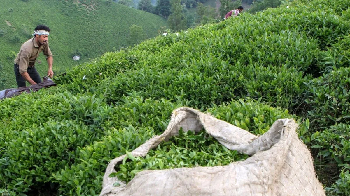 خرید ۹۳ هزار تن برگ سبز چای از چایکاران