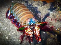 میگوی بوکسور با سرعت 80 کیلومتر بر ساعت شنا می‌کند + فیلم