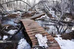 تخریب تالاب در اثر سرما و یخ در فیربنکس، آلاسکا