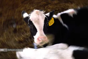 رفع محرومیت با تولید ملی - گاوداری