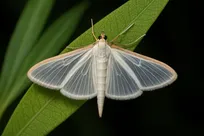 تشنگی صدای گیاهان را در‌می‌آورد