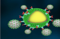 Scientists identify early immune aging process