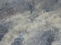 پلنگ ایرانی در ارتفاعات فیروزکوه مشاهده شد