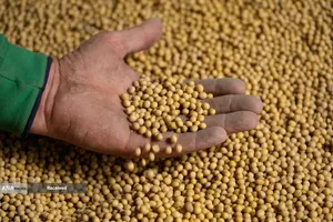 رکود سویا در آمریکا