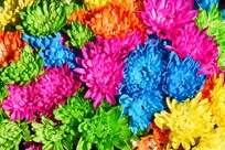 چرا هر گل بوی خاصی دارد؟