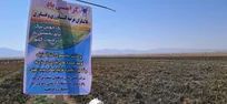 آغاز برداشت محصول استراتژیکی از مزرعه تحقیقاتی دانشگاه آزاد فیروزآباد