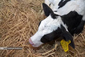 رفع محرومیت با تولید ملی - گاوداری