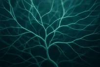 آینده التیام زخم با بانداژ‌های زنده از قارچ