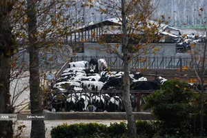 خودکفایی در تولید شیر