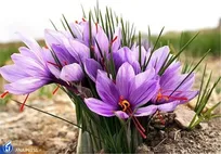 جشنواره گردشگری برداشت زعفران در ایستگاه پنجم