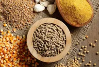 انتشار فراخوان حمایت از طرح‌های فناورانه در حوزه بذر و خوراک دام و طیور