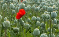 کاهش کشت خشخاش در منطقه، زنگ خطری جدی برای داروهای حیاتی ایران