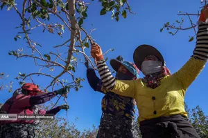 تولید برای محرومیت زدایی - باغ پسته