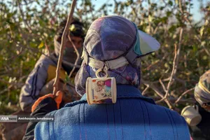 تولید برای محرومیت زدایی - باغ پسته