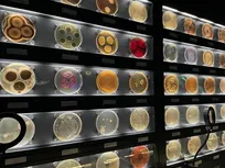 تماشای دنیای پنهان میکروارگانیسم‌ها در موزه میکروب‌ها