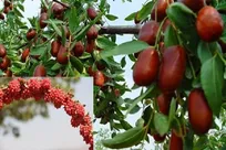 تولید فناورانه ۲۰ فرآورده دارویی و غذایی از «زرشک» و «عناب»