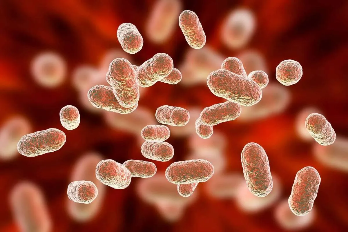 Gut Bacteria Turn Tide on Cholesterol, Heart Disease
