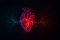 تاثیر ورزش منظم فراتر از قوی‌تر کردن عضلات قلب است