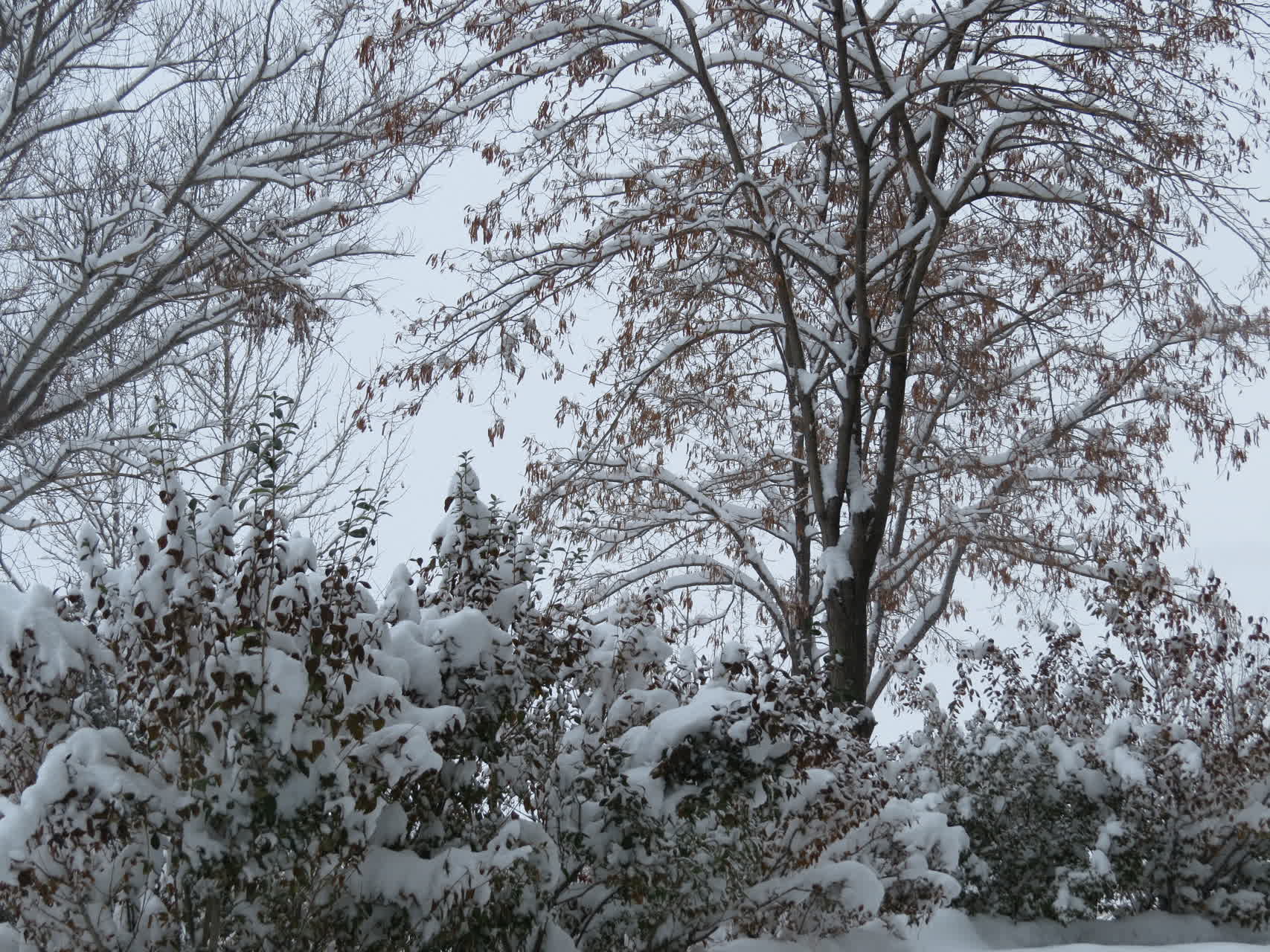 بارش برف زمستانی در واحد بین الملل ماکو؛ کوه آرارات در پوشش سپید
